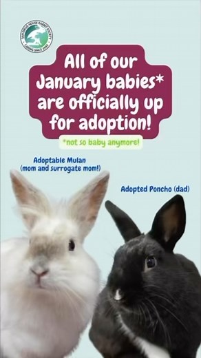 🐰Exciting news from our bunny adoption center! All of the baby bunnies transferred to us in January 2024 are now spayed, neutered, and vaccinated, and they're eagerly waiting for their forever homes. Visit sandiegorabbits.org/available-rabbits to learn more about them today! 💕 #AdoptDontShop #BunnyLove #RescueBunnies #babybunnies | San Diego House Rabbit Society, Inc