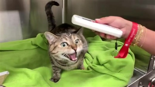 Where did house cats come from? Ancient DNA shakes up their origin story - WSVN 7News | Miami News, Weather, Sports | Fort Lauderdale