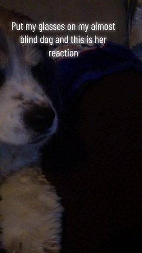 Blind Dog's Adorable Reaction to Wearing Glasses