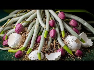 Unbelievable! This Eggshell Secret Made My Orchid Roots EXPLODE!