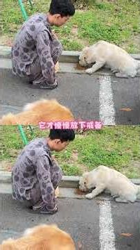 I found my very own "Line Friends" puppy (Cr: Liu Dapao and the Little Dogs) #dog #straydog #cute...
