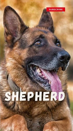 How Different Dog Breeds Sound When They Bark