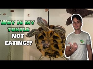 Why is my Turtle NOT Eating Food?? How to get your turtle to eat again