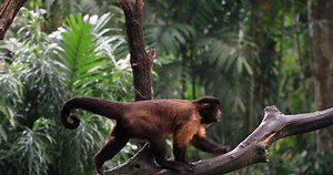 Amazon Forest Endangered Animals Tufted Capuchin Stock Footage Video (100% Royalty-free) 1023354874 | Shutterstock
