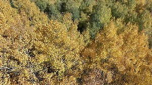 Aerial Aspen forest tree autumn season Utah climb out. Beautiful season Autumn fall colors Aspen, Oak and Pine forest. Mountain, canyon valley environment. Exploring natural seasonal landscape. Stock Video