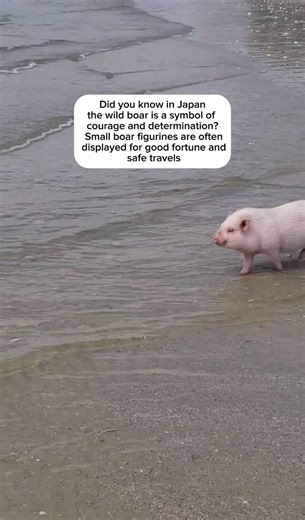Pig Facts 🐽 #interestingfacts #animals #pigs #beach | Vanlifepiggy
