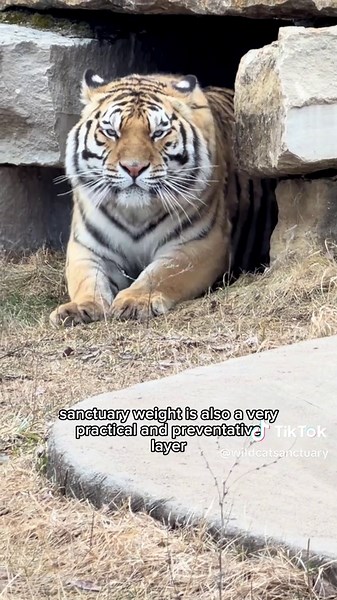 THIS strategy has proved to be an effective and important part of keeping our cats healthy 💪🐅. When caring for rescued wild animals, expect the unexpected! That’s why our care and husbandry has measured preventative layers— “sanctuary weight” being one. Plus, EVERY cat has their own specialized care plan! From diets to medications, these factors aren’t arbitrarily decided. Every aspect of their life is structured to work specifically for them ‼️. 👉 Learn more about our mission by clicking the
