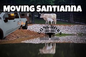 41K views · 6.5K reactions | today Santianna joins her family back at the sanctuary | Longhorn Lester's | Facebook