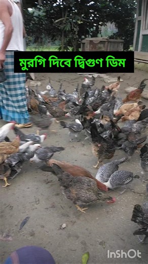 Morning Chicken Feeding Mistake You Must Avoid! | Best Natural Feed for Healthy Hens 🐓🌾 #shorts