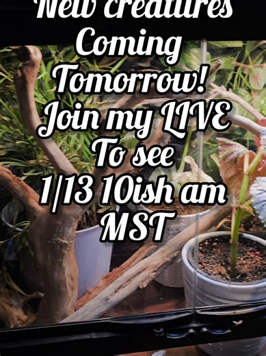 New creatures coming!!! Im so excited 😊 Im hoping to start around 10ish. Hope to see you! #chameleon #reptile #lizard #unboxing #pet