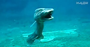 Prehistoric Shark Is One Of The Rarest Things To Emerge From The Depths Of The Ocean