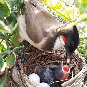 639K views · 6.1K reactions | Baby Stretches all way Up and POOPS on MOM MOUTH | Natural Bird Check | Facebook