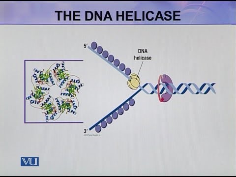 The DNA Helicase | Cell Biology | BIO5105_Topic087