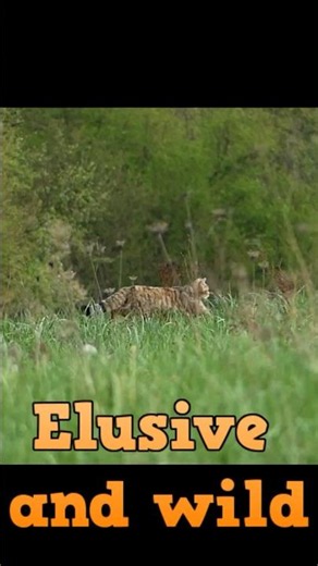 Not a domestic cat - European Wildcat