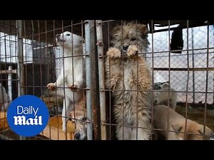 23 dogs bred for eating rescued from South Korea - Daily Mail