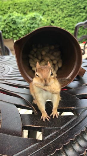 Van Gogh the Chipmunk on Instagram: "Did you get all that? 🐿️ Mona / 🖼️ The Mona Lisa #flashbackfriday #chipmunk #cute #spreadtheword #listenup"