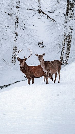 Le cerf, puissance tranquille des forêts 🌲🦌 Le cerf peuvent mesurer jusqu’à 1,0–1,3 m au garrot, jusqu’à 150–240 kg pour les mâles, 80–130 kg pour les femelles. Les bois (seuls les mâles en portent) poussent chaque année, sous un velours nourricier, puis tombent en fin d’hiver : un cycle naturel de force et de régénération. Ils sont rapides et tapent des pointes à 60–70 km/h, avec des bonds qui franchissent les obstacles, et c’est un nageur habile quand il faut traverser des rivières. Son menu