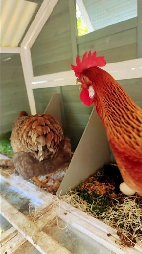 Chickens, Twerking ￼