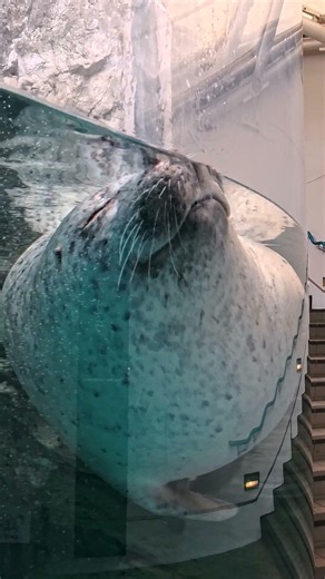 【京都水族館】すやすやあざらし【ゴマフアザラシ】