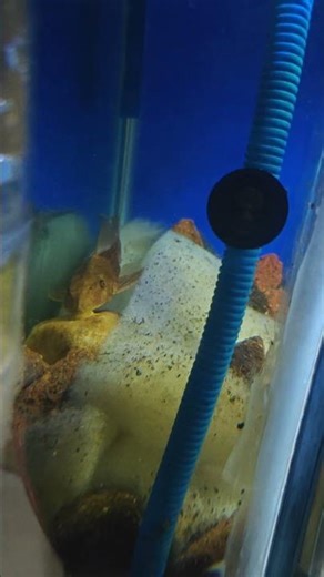 Natural Aquarium Cleaner! Watch the Pleco Work #shorts #trending #viral #ytshorts #youtubeshorts #yt