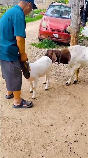 Peaceful Goat Life in the Countryside 🐐🌿
