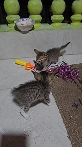Little kitten hunted down a big rat #cat #kitten #rat #catvsrat | Andaman Baby