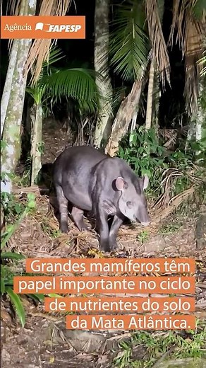 Grandes mamíferos têm papel importante no ciclo de nutrientes do solo da Mata Atlântica
