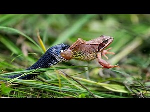 How Snake Catch & Eating Toad