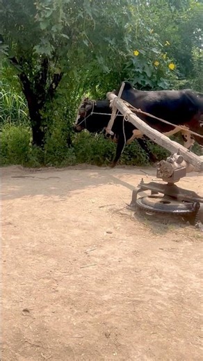 Chaff Cutter Machine On Working With Bull #shortvideo #grass #gear_trend