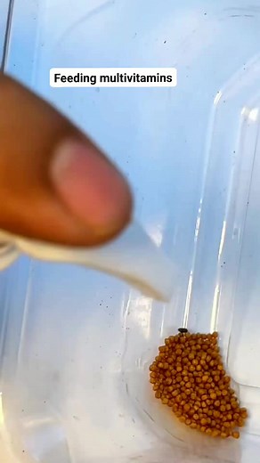 Feeding multivitamins to my fishesh #plantedaquarium #aquarium #home #minivlog #fishinglife #aquariumhobby #plantedtank #plantedaquarium #africancichlids | mukul sharma