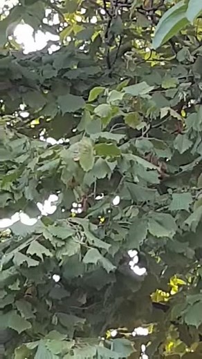 Eichhörnchen Squirrel Ruf / Geräusch