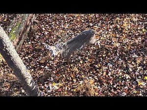 Whitetail Doe Hunt PA - メス鹿ハント成功