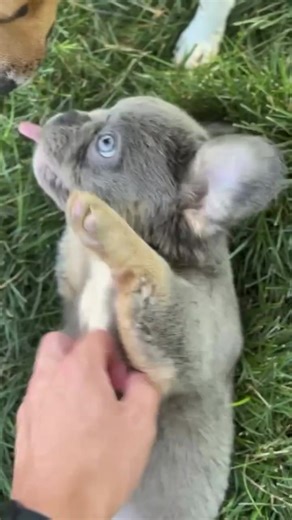 Are you ready for some #fluffyfrenchie snuggle time?🥰❤️