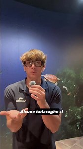 Ma quanto tempo impiega una tartaruga marina a tornare in mare?