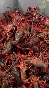 Jumbo live crawfish 🦞 just came in. 5/15/2025 | Rose's Seafood, Inc.