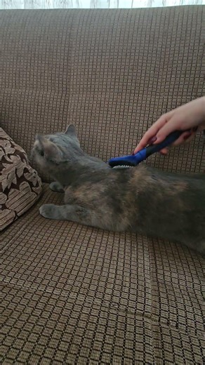 Tomris ; Bu Tarak Bir Başka Güzel