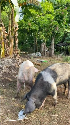 Amazing pig behaviour during breeding #backyardfarming