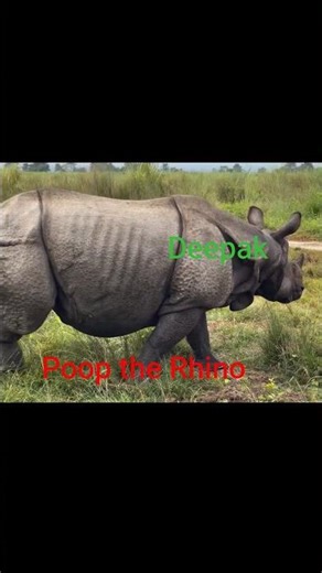the rhino is 💩 pooping