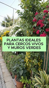 Plantas ideales para cercos vivos y muros verdes. Privacidad, frescura y belleza natural. Los cercos vivos y muros verdes no solo decoran: - Protegen del ruido - Aportan sombra - Mejoran el clima y la energía del hogar Estas plantas son perfectas para lograrlo. 1. Ficus benjamina - Crecimiento rápido - Ideal para cercos densos - Tolera podas frecuentes Muy usado en jardines urbanos 2. Duranta - Muy resistente - Florece y atrae mariposas - Perfecta para cercos soleados Color y vida todo el año 3.