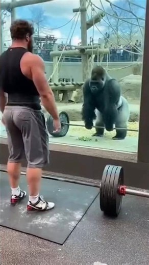Man Challenges Gorilla to a Lift-Off... He Instantly Regrets It 😳