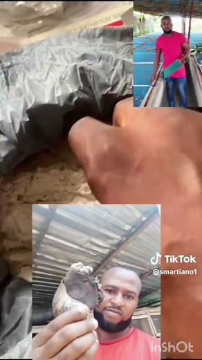 Tired of one source of income? Embrace a unique and profitable venture! Snail farming offers a lucrative opportunity to turn your passion into profit... With low startup costs, minimal space requirements, and high demand for snail products, this is your chance to achieve financial independence. Our comprehensive guides and support system will walk you through every step, from setting up your snail farm to marketing your products. Join our thriving community of snail farmers and unlock the potent