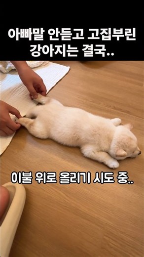 아빠 말 안듣던 고집스러운 강아지의 귀여운 결말