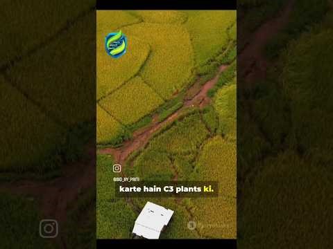 C3 vs C4 plants two smart ways of photosynthesis! Which one rules in the heat#C3vsC4 #Photosynthesis