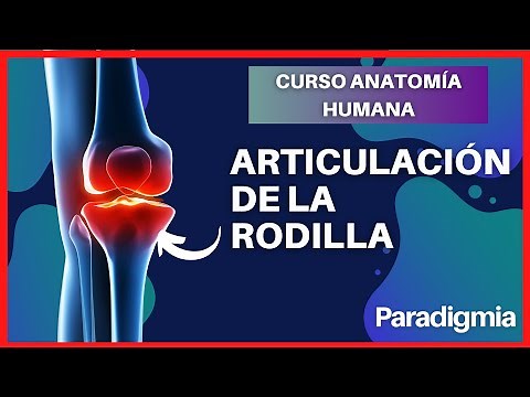 Articulación de la Rodilla | Explicación Completa y Sencilla con modelo en 3D