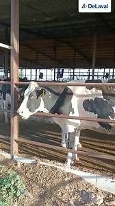 19 reactions | Ganado tranquilo, tráfico libre y flujo al robot constante en Jesús Rueda  ¡Gran trabajo de nuestro distribudior Delaval Aor en esta granja! ¿Quieres conocer más detalles sobre nuestros robots de ordeño? Visita: https://www.delaval.com/es/nuestros-productos/ordeno/robot-delaval-vms/ #DeLaval #robotdeordeño #robots #ordeño #vacas #vacuno #granjas #ganaderos #welivemilk | DeLaval | Facebook