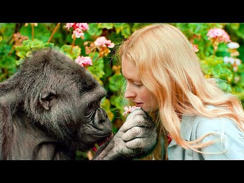 Girl Meets Gorillas She Was Raised Up With After 12 Years And Their Reactions Are Heartbreaking