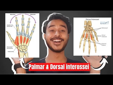 Palmar interossei muscles of hand | Dorsal interossei muscles of hand | intrinsic muscles of hand