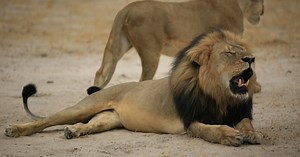 Cecil the Lion: Zimbabwe Safari Operator Says Animal Was 'Murdered'