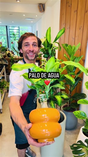 Cuidados del Palo de Agua: Humedad Ideal para Crecer