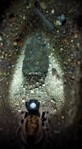 Meet the Cutest Spider Ever #spider #nature #pov #wildlife #animallife #insects #natureshorts #new